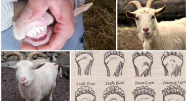 Jak určit stáří kozy podle zubů, rohů a vzhledu a špatnými metodami